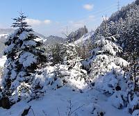  20. März 2011 -der kalte Schnee hat sich nochmals zurückgemeldet bei Samuels Ginkgo